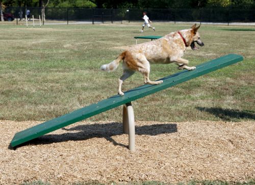 Teeter Totter - Dog Park Equipment - All People Can Play